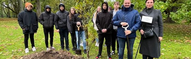 Laupa mõisapark sai väärt puu võrra rikkamaks