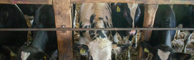 PTA hoiatab: Suu- ja sõrataud levib jõudsalt Kesk-Euroopas