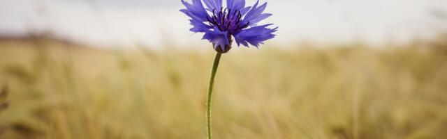 Taluliit kutsub kandideerima „Parim talu 2025” tiitlile