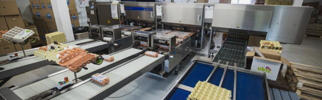 LIHAVÕTTED | Keskmine eestlane sõi mullu ligi 250 muna