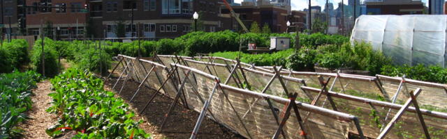 Rohelised on kuulutanud sõja linnapõllumajanduse vastu?