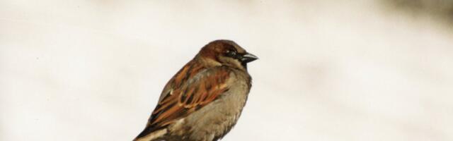 LUGEJA KÜSIB | Mida teha, kui naaber viskab marjavõrkudesse kinni jäänud linde minu aeda?