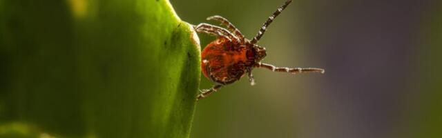 Terviseamet: puukborrelioosi levimus on kõrgeim Lääne-Virumaal