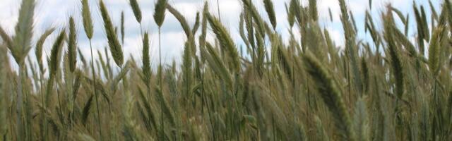 Krahv Berg ja ‘Sangaste’ rukis – 150 aastat kestnud edulugu