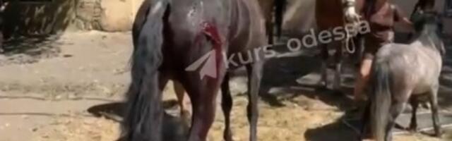 VIDEO | Vene droonirünnak tabas Odessas hobusetalli. Üks loom hukkus, teised said viga
