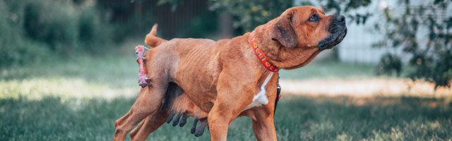 Loomakaitsjad päästsid 27 koera kohutavatest tingimustest