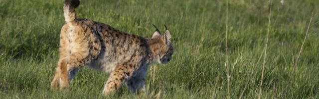 EESTI KÕIGE ILUSAMAD LOOMAD | Vaata tänavuse Vereta jahi loodusfotosid!
