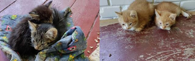 Juulikuine kassiuputus paneb valla muretsema