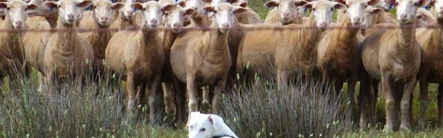 Riik loob keskse lemmikloomaregistri