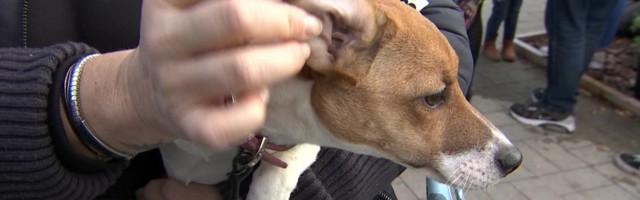 Reporter: Tallinnas peeti koguperesündmust "Eesti otsib Superkoera"