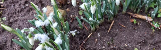 Jaanuarisse jagus palju soojust ja ohtralt sademeid