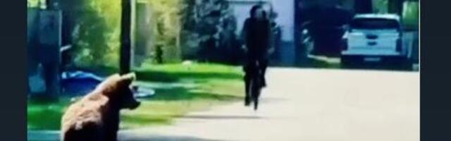 VIDEOD | Narva-Jõesuus jooksis linnatänavatel ringi paanikas karupoeg