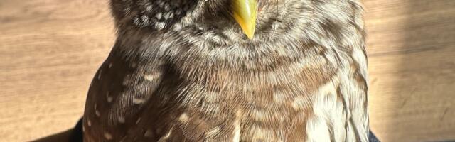 Värbkakk, kes lendas vastu Olümpia hotelli