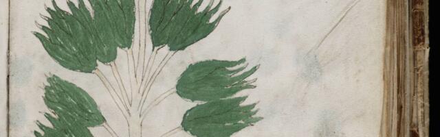 Voynichi käsikiri, mille tähendus on teadlastele seni mõistatuseks, võib osutuda keskaegseks salakirjaks