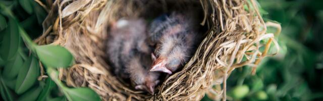 Keskkonnaamet alustab aprilli keskel pesitsusrahu kontrollidega