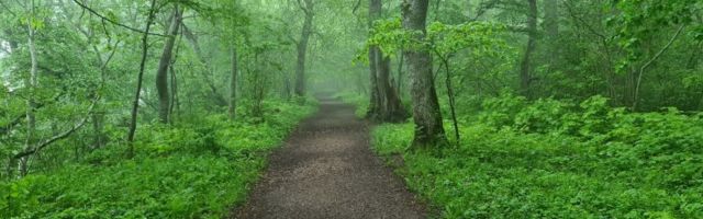 ÜKS KÜSIMUS | Miks ei saa Tabasalu loodus- ja terviserada kunagi valgustust?