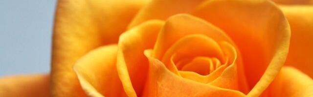 ZONTA klubid tähistavad rahvusvahelist naistepäeva ja Kollase roosi päeva 8.märtsil