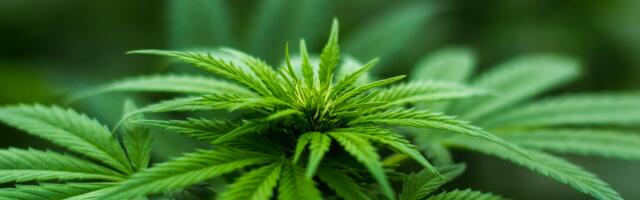 Reovees leidus levinumaid uimasteid augustis enam kui mais