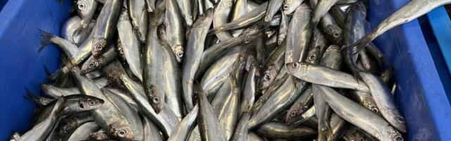 Kilul läheb hästi, nii meres kui ka toidulaual