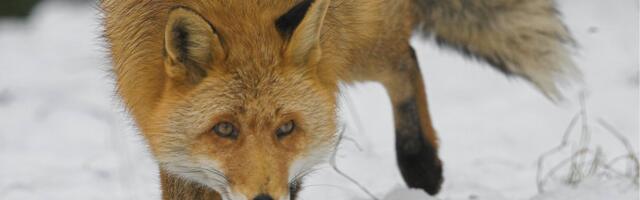 Päästjad aitasid veekogu jääle lõksu jäänud nelja rebast ja ühte kährikut