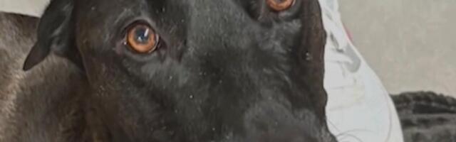 VIDEO | Justkui õhku haihtunud koer leiti mitu tundi hiljem keset ookeani hulpimas