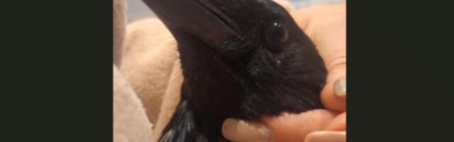 Kas oled näinud? Nõmmel eramaja aias elanud vigastatud vares läks tormiga kaduma