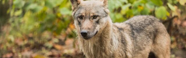 Huntide arvukus aina kasvab. Jahimehed: me ei suuda populatsiooni kontrolli all hoida