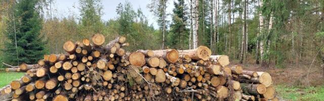 Kinnitati riigimetsa 2026. aasta raiemaht