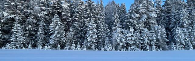 Raie vähendamine riigimetsas paneb puidutöösturid muretsema