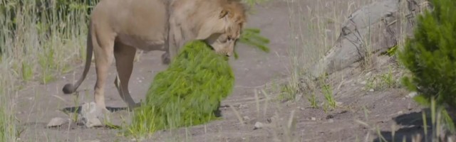 Reporter: Taronga loomaaia lõvidele kingiti jõuludeks kuused! Miks?