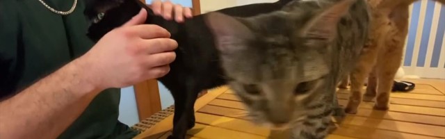 Reporter: Mis tunne on elada koos 43 kassiga?