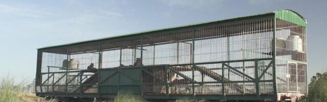 Reporter: Terve elu pisikeses puuris elanud tiigripere läheb elumuutvale reisile