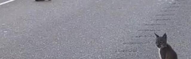 VIDEO | Imeline hetk! Vaata, kuidas ilveseema koos kolme kutsikaga päikeseloojangut naudivad