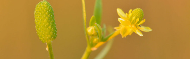 Lilled muudavad kliimamuutuse tõttu värvi