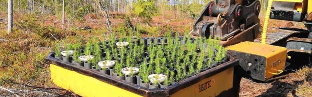 TEADUS | Metsaistutusel võib masin asendada inimest