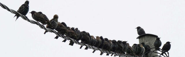 LINNUVAATLUSPÄEVADEL EUROBIRDWATCH NÄGID HUVILISED KÕIGE ENAM KULDNOKKI