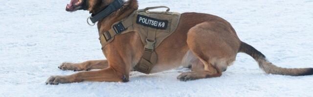 Teenistuskoer hammustas juhuslikku möödujat