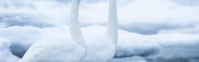 Üleskutse: anna teada saabuvatest rändlindudest!