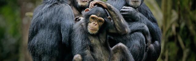NAJVEĆA ZAJEDNICA U UGANDI SE KRVAVO IZDELILA, ŠIMPANZE U TOTALNOM RATU Osam godina nasilja i borbe za teritoriju, naučnici otkrili uzrok