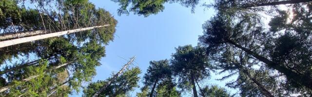 Kliimaminister Michal: Riigimetsa raiemaht väheneb sujuvalt