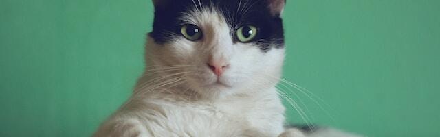 Uus loomakaitseseadus – mida see MTÜle tähendab?