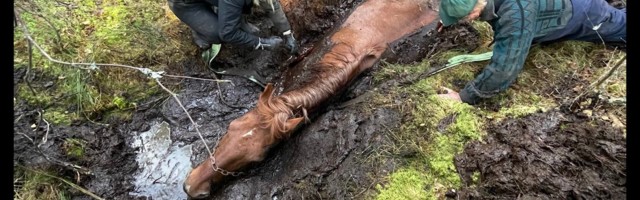 Reporter: Päästjad tõid rabamülkast välja 12 tundi lõksus olnud hobuse