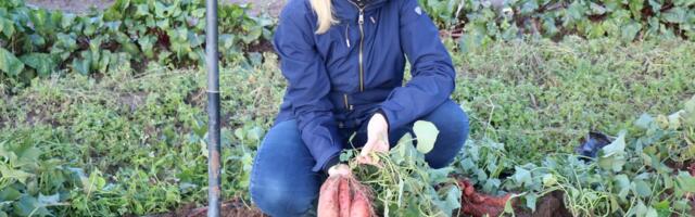Bataat on ideaalne kultuur, mida homses Eestis kasvatada