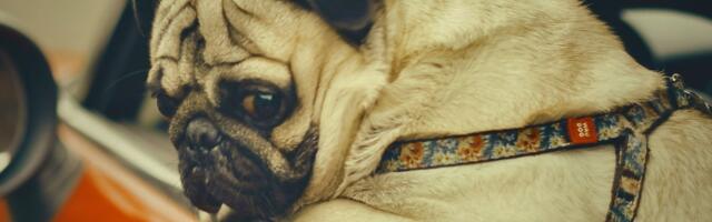 UURING | Ebamugav, aga vajalik teema_ ülekaal on liiklusrisk