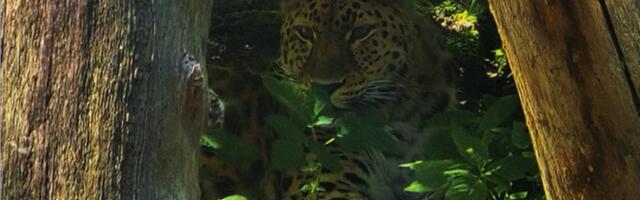 Tallinna loomaaia fotokonkursi võidupilt õpetab peitunud loomi märkama