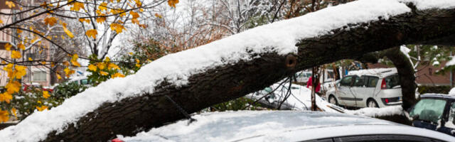Kui naaberaia puu purustab su maja katuse või auto, võivad kahjud ikka sinu kanda jääda