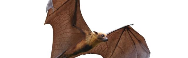 Viroloogiaprofessor Lutsar Nipah-viirusest