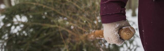 Mari Kukk: kuusk, naine ja meeleheide ehk Vahel läheb ikka ka meest tarvis, tuleb välja