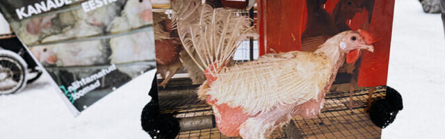 "Pealtnägija": munakanade heaolu ei taga ka seaduste täitmine