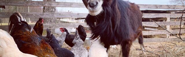 Mart Kase: mina küll loen Twitterit, kui sõnnikut viskan